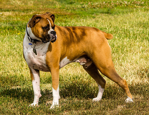 Sarge