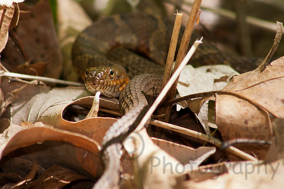 Common Water Snake