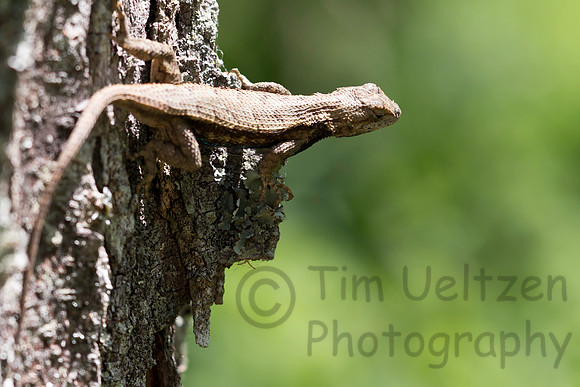 Lizard