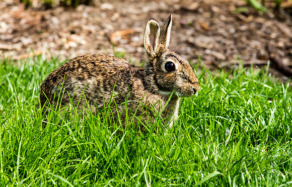 Rabbit