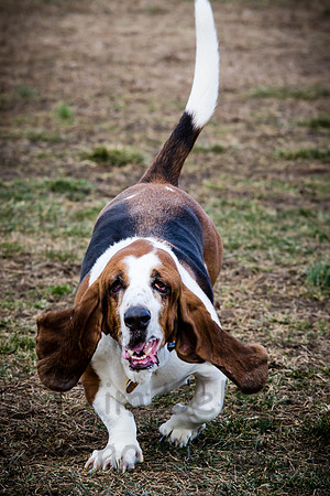 Elvis 1