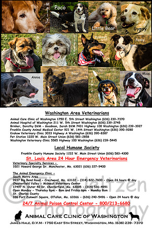 Random Photo and Vet Info Page