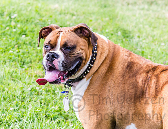 Sarge 2
