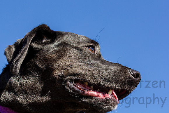 Shadow looking proud